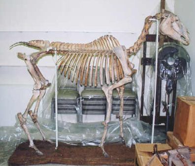 Hanover's skeleton