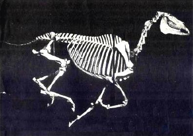 Sysonby's skeleton