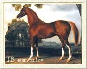 Grosvenor Arabian